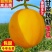 甘肃民勤蜜瓜正宗沙漠当季【净重6斤】