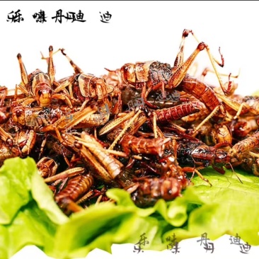 蚂蚱