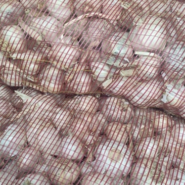 河南大蒜