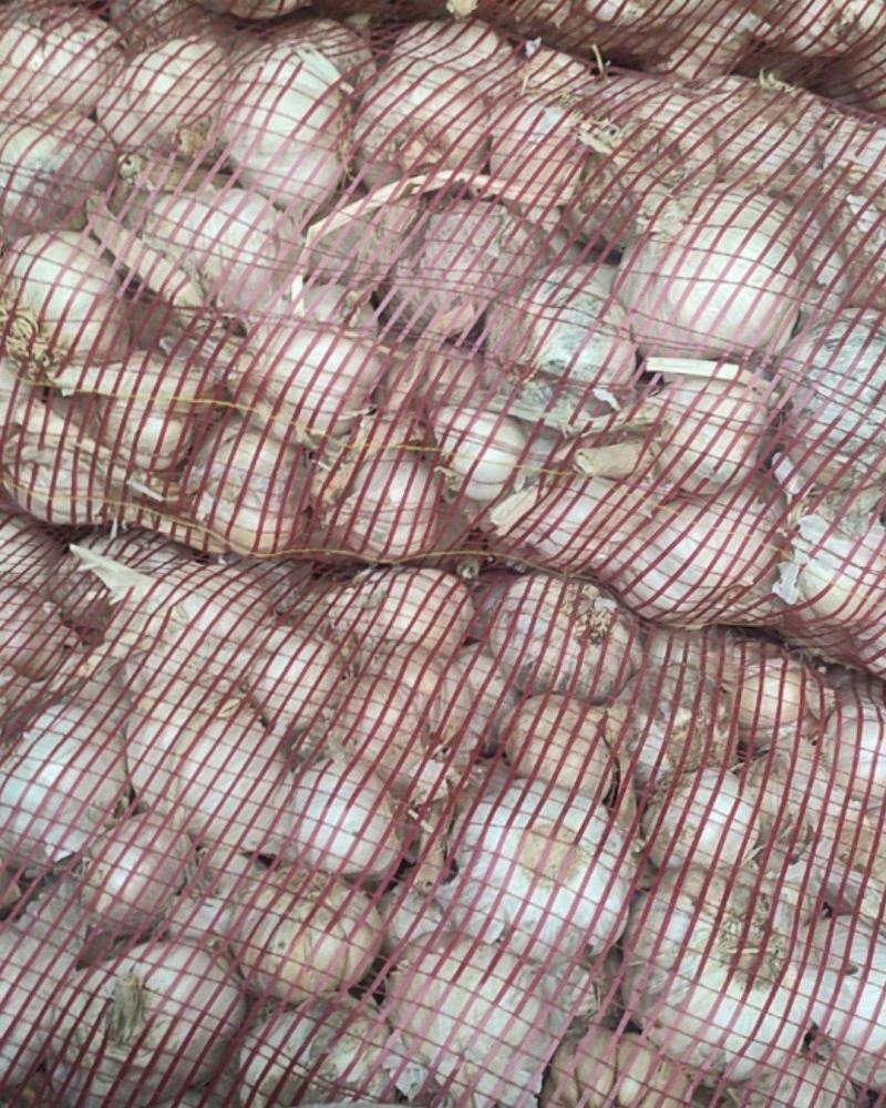 河南大蒜