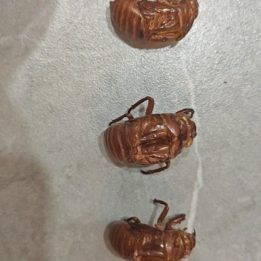 金蝉壳