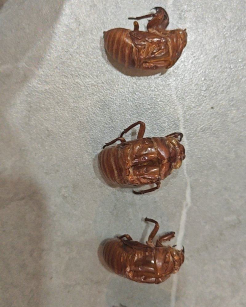 金蝉壳