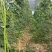 高上豇豆
