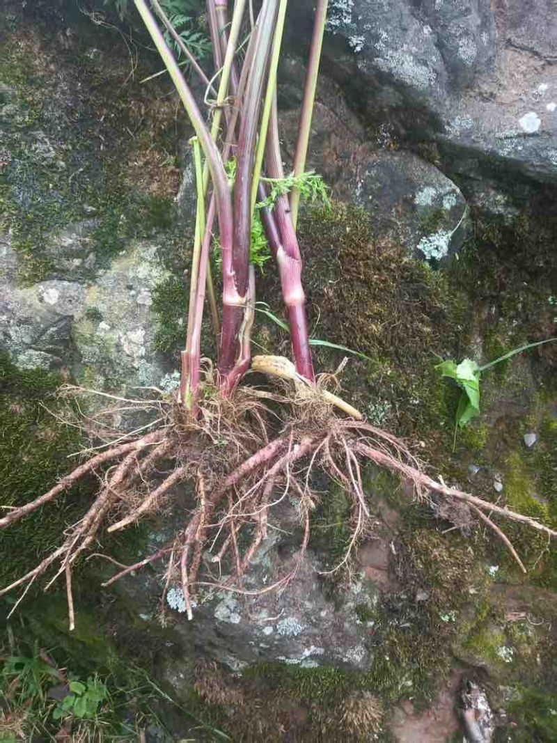 毛前胡，需要的大量供应，联系联系