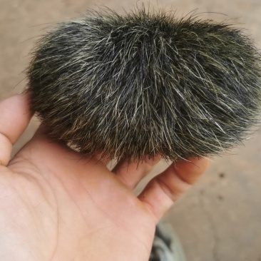 猪宝