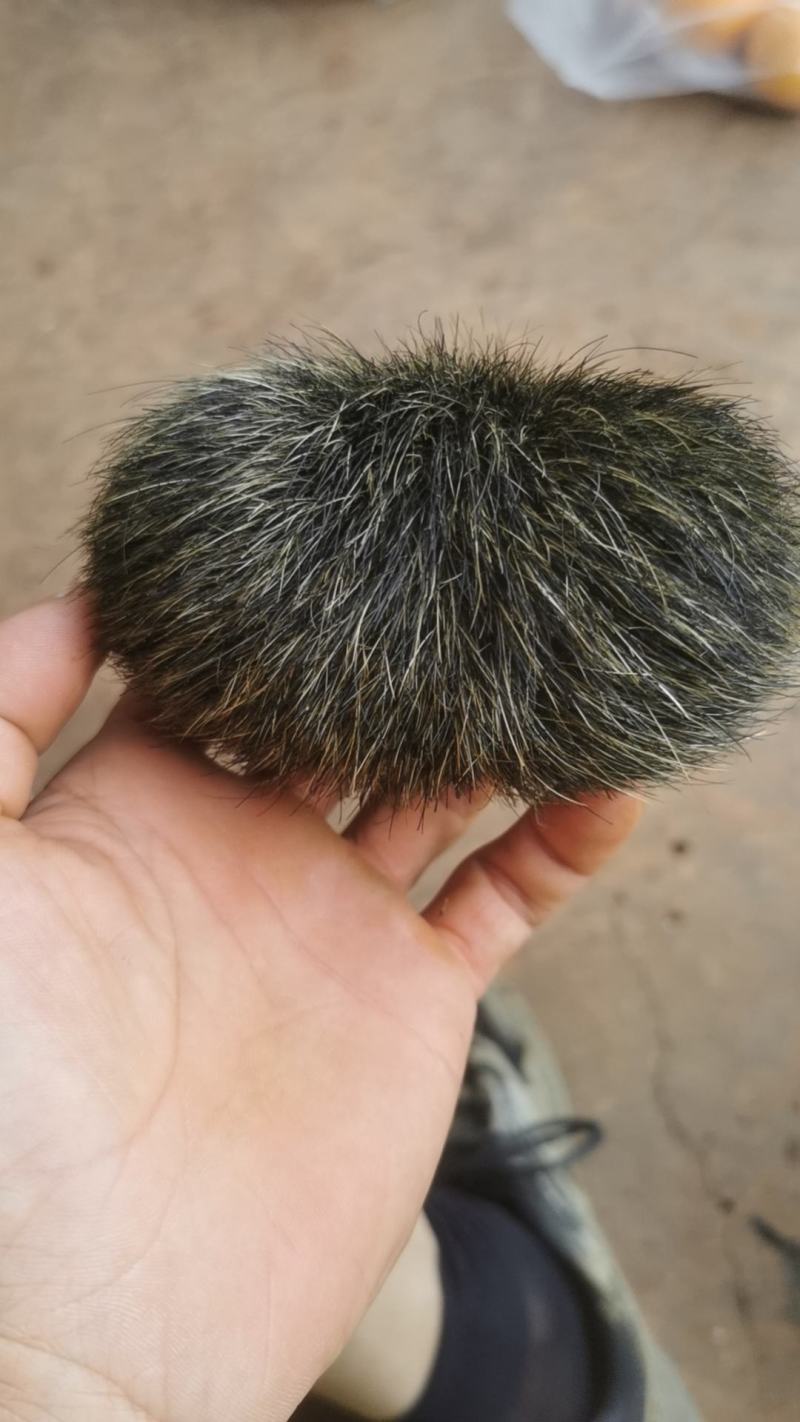 猪宝