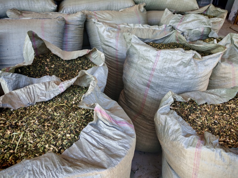 龙葵，新鲜干龙葵，产地直销