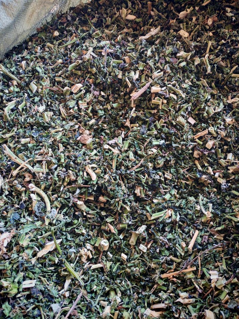 龙葵，新鲜干龙葵，产地直销