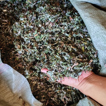 艾草，干切艾草段大量供应，野生艾草，物美价廉