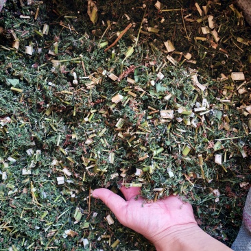青蒿青蒿段干青蒿野生青蒿大量供应