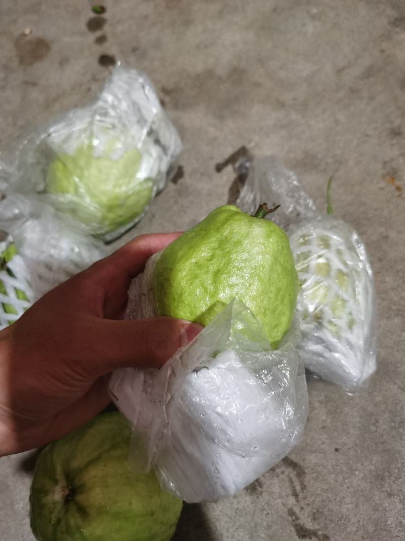 广东省惠州市番石榴