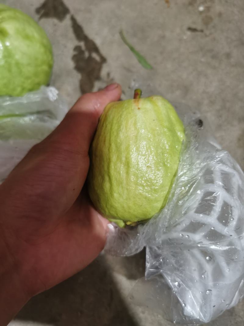 广东省惠州市番石榴
