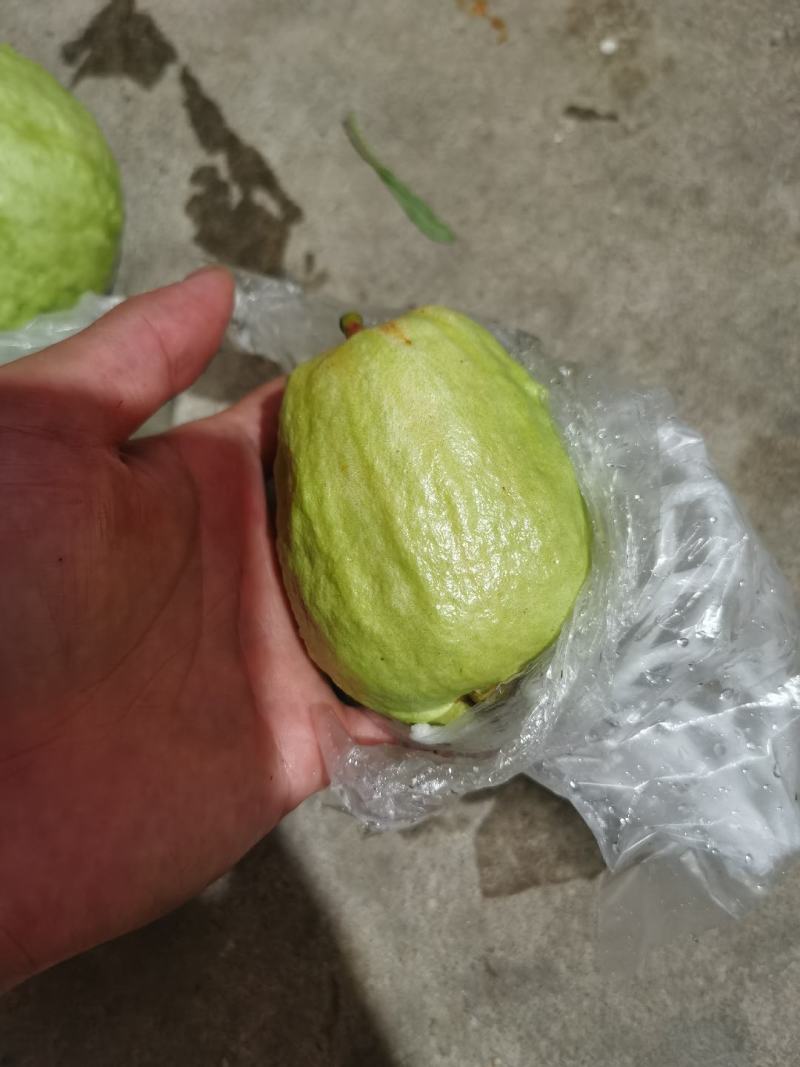 广东省惠州市番石榴