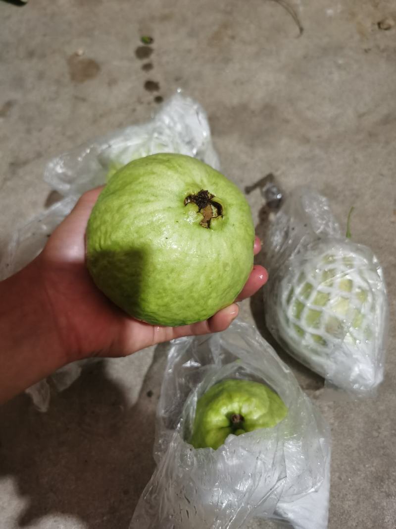 广东省惠州市番石榴