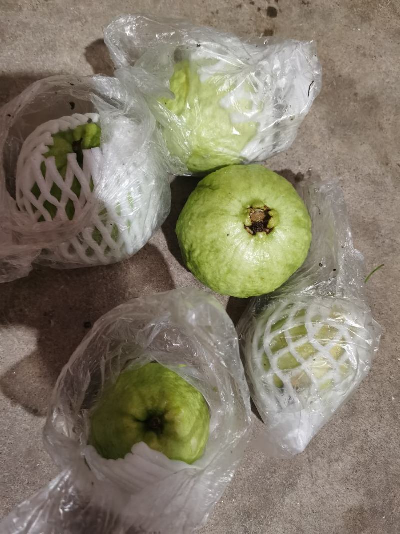 广东省惠州市番石榴
