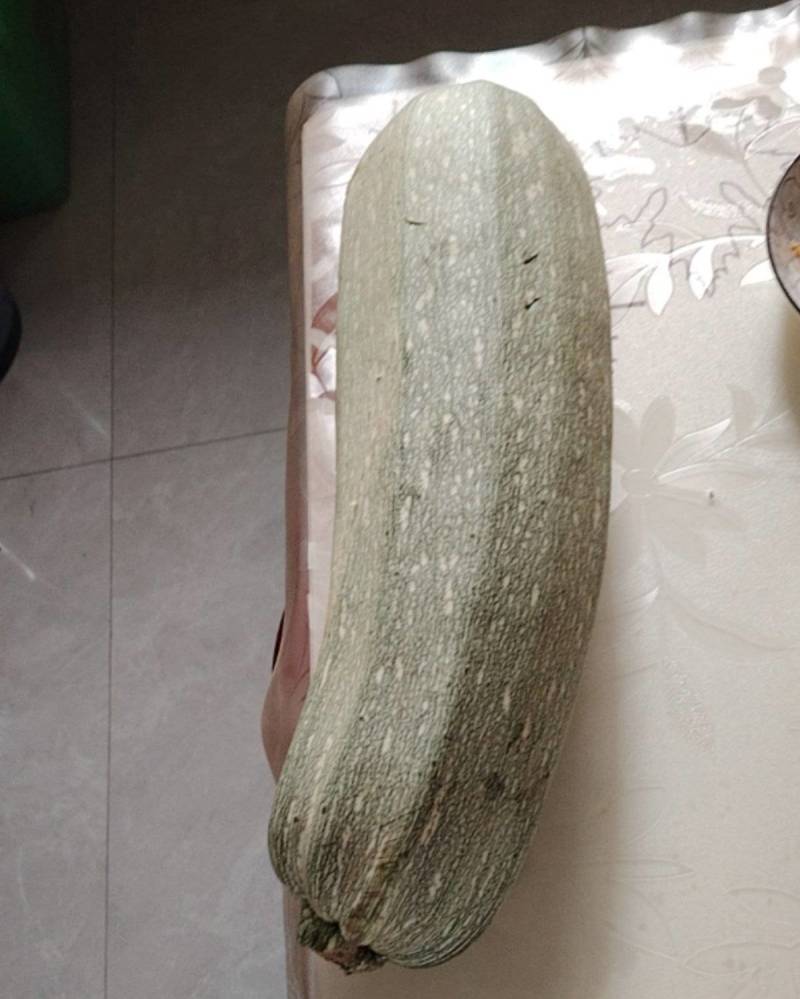 西葫芦