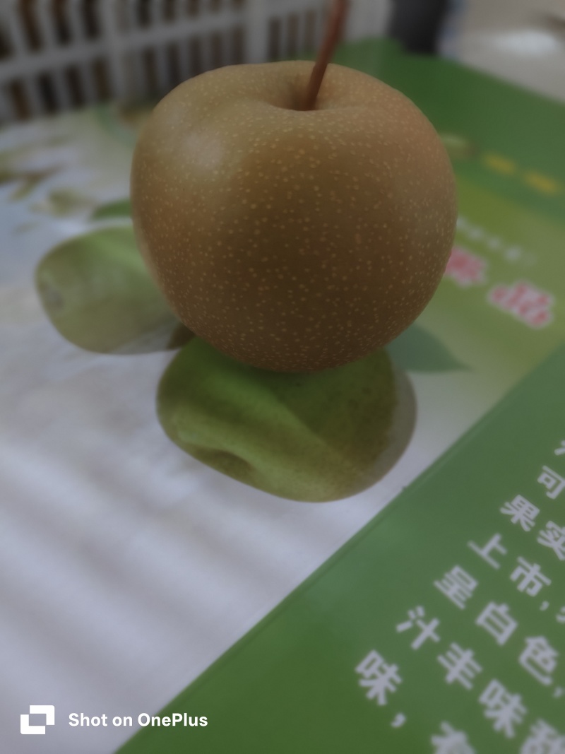 圆黄梨子大量出售，9分甜1分酸，3两5起摘，**巴适
