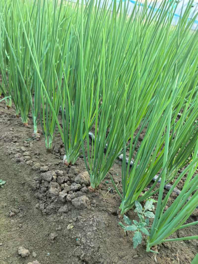 自种四季小香葱
