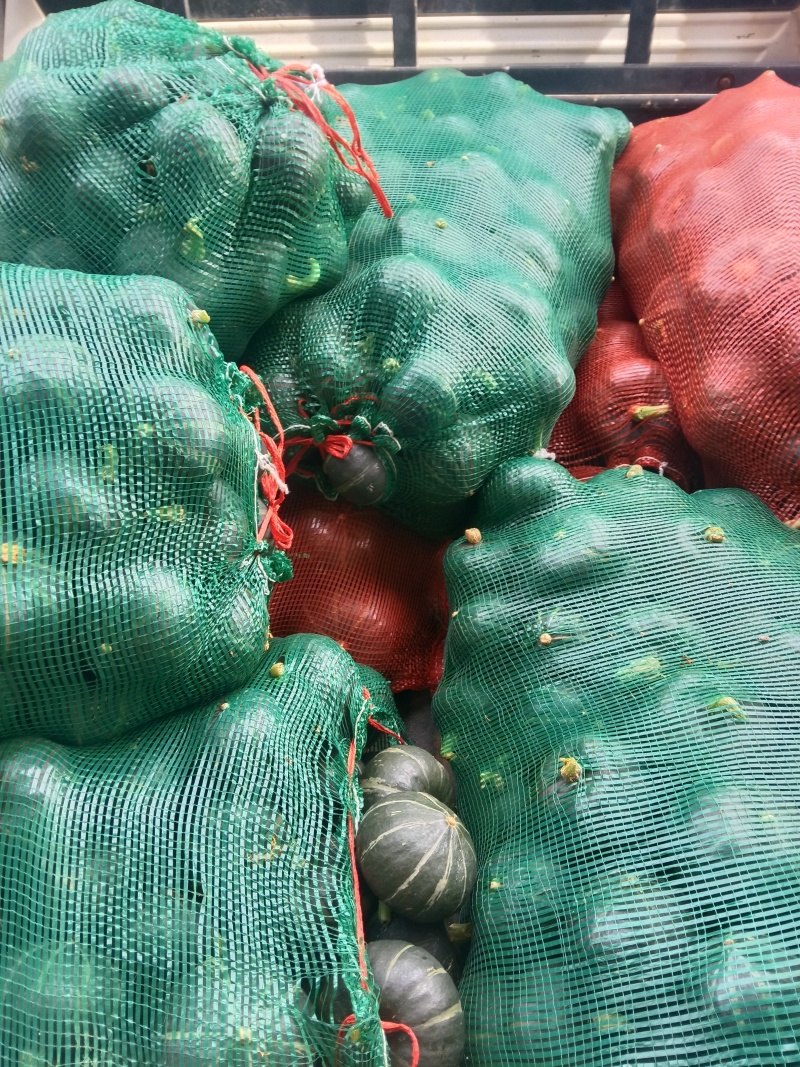 大棚种植贝贝南瓜