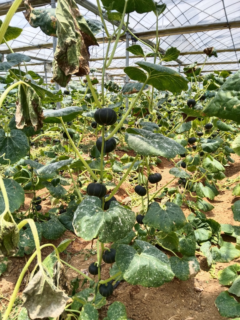 大棚种植贝贝南瓜