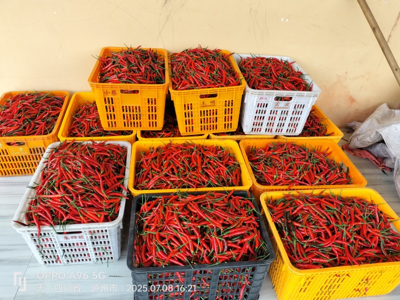 青红小米椒