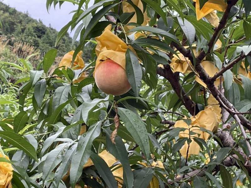 仙居水蜜桃
