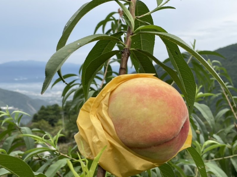 仙居水蜜桃