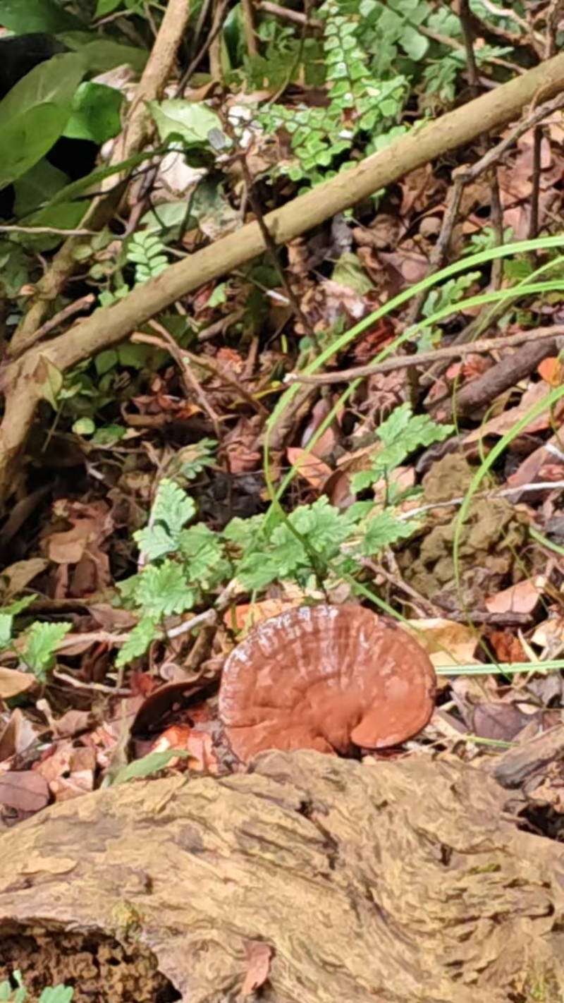 野生灵芝不是！种植重说一遍，不是！种植