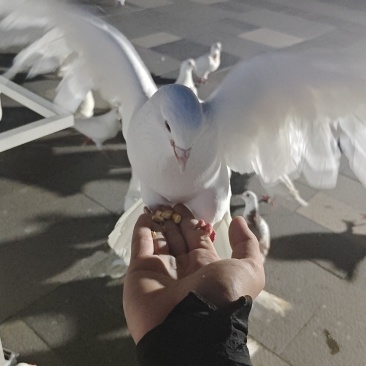 鸽子