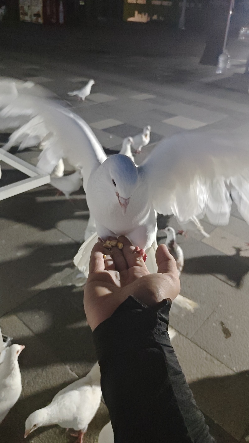 鸽子