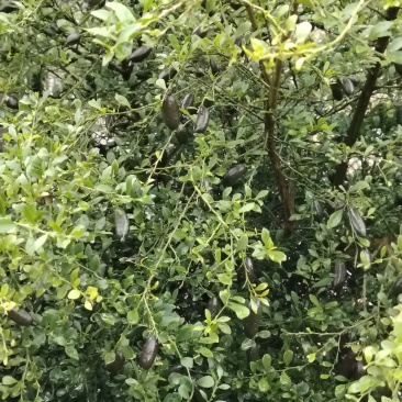 手指柠檬