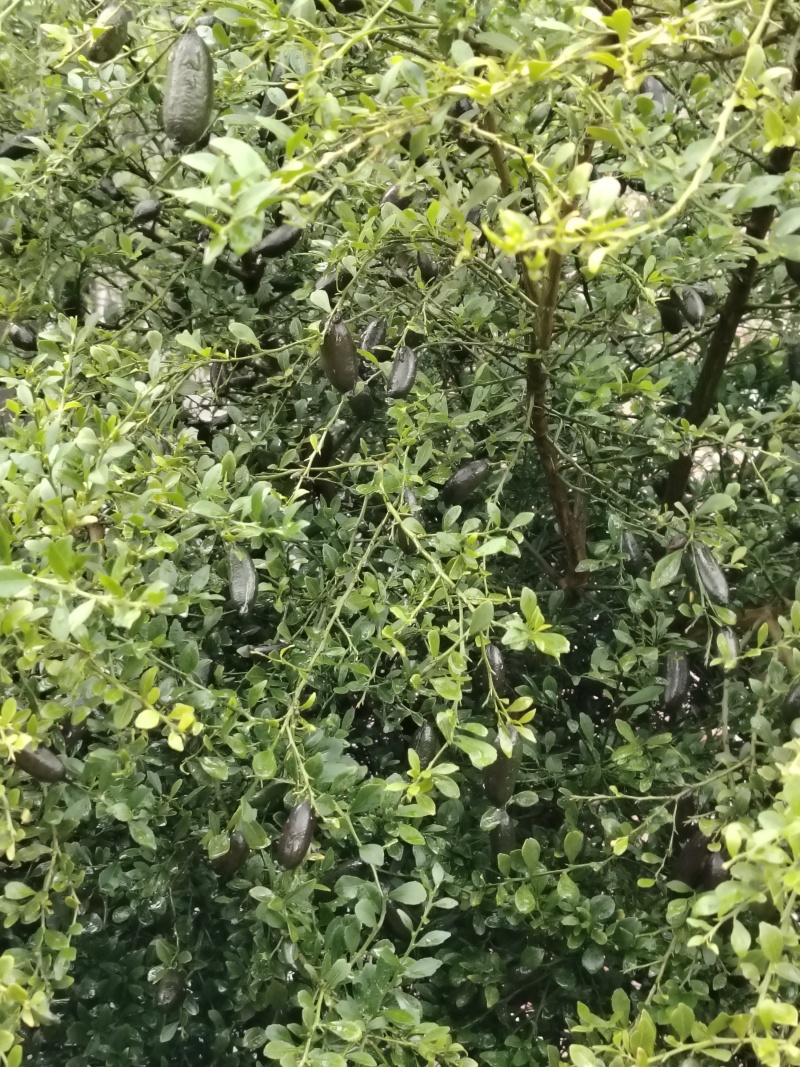 手指柠檬