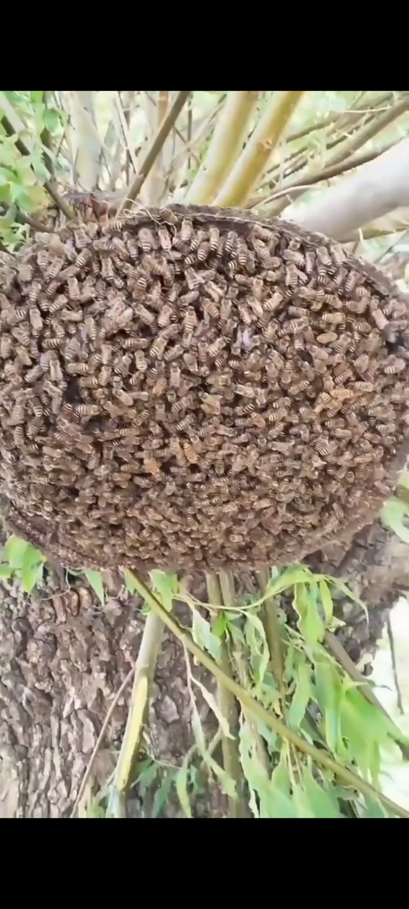 老爸土蜂蜜