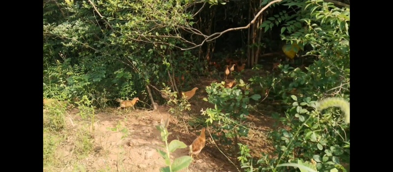 湖北散养土鸡王