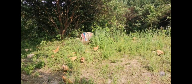 湖北散养土鸡王