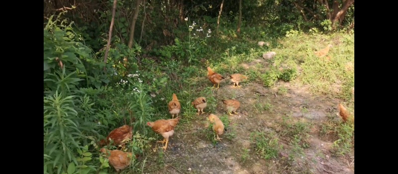 湖北散养土鸡王