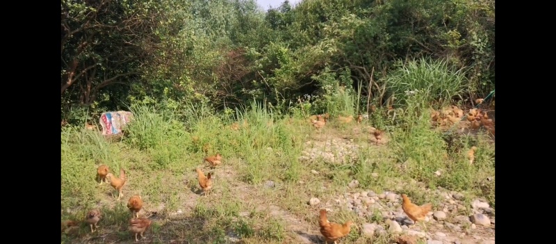湖北散养土鸡王