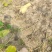 蜜本南瓜