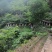 湖北大山正宗的土蜂蜜