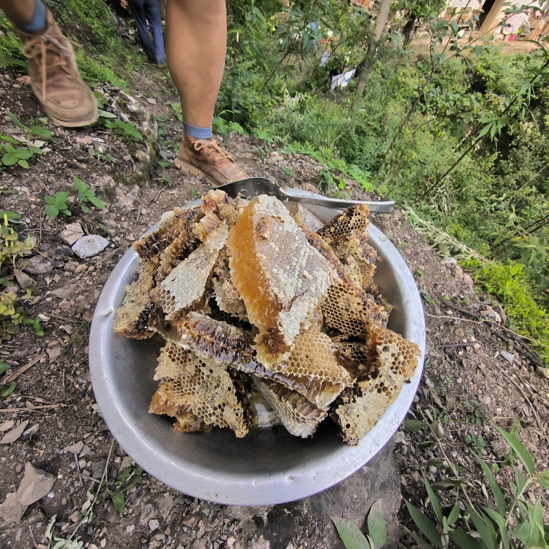 湖北大山正宗的土蜂蜜