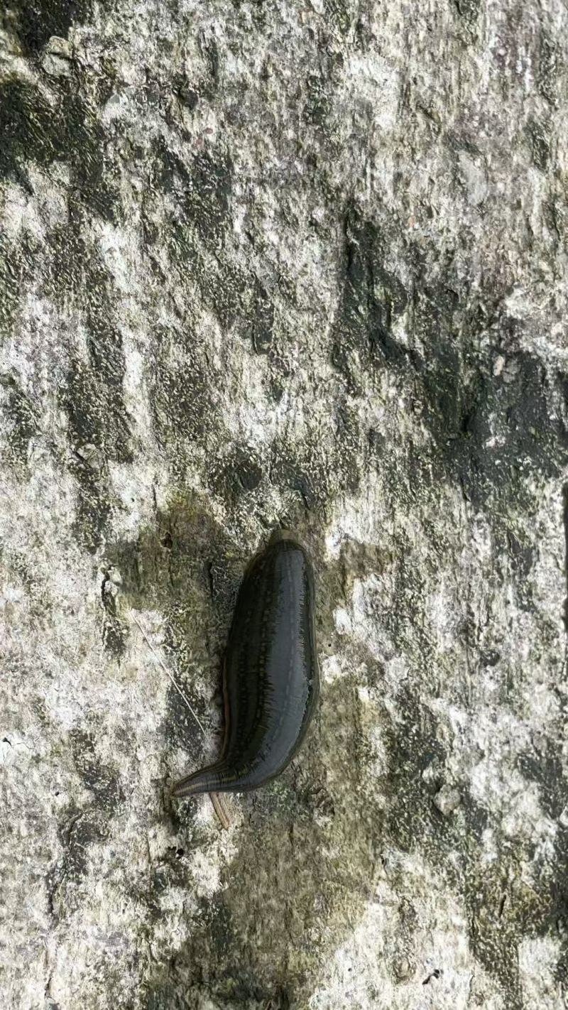 野生蚂蟥