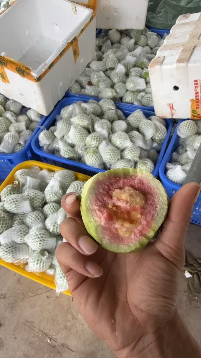 红白心芭乐