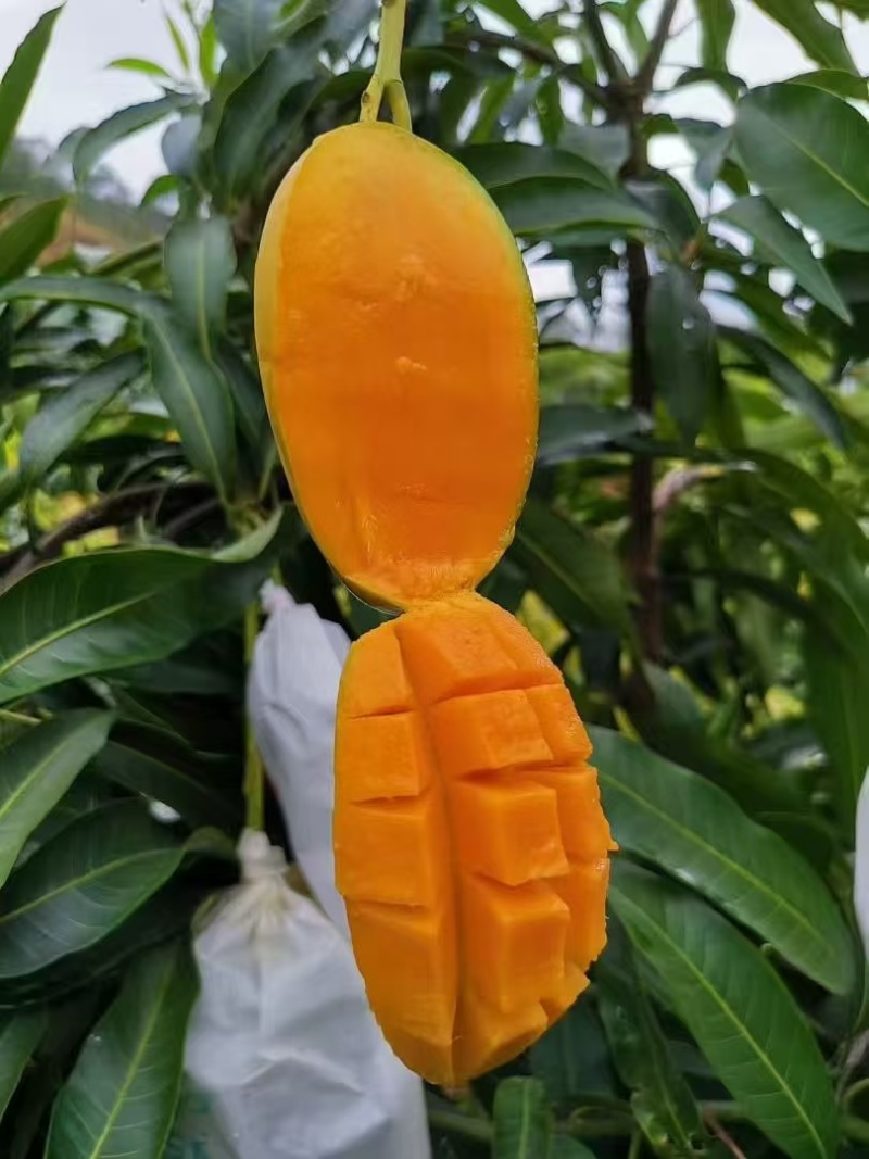 椰香芒果