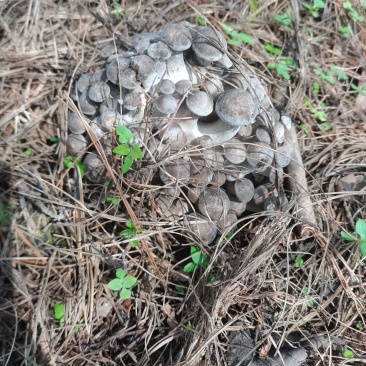 野生一窝羊菌