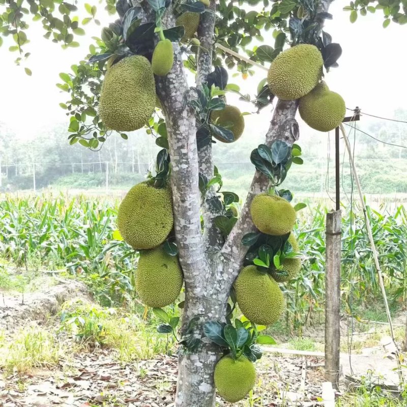 英塘菠萝蜜