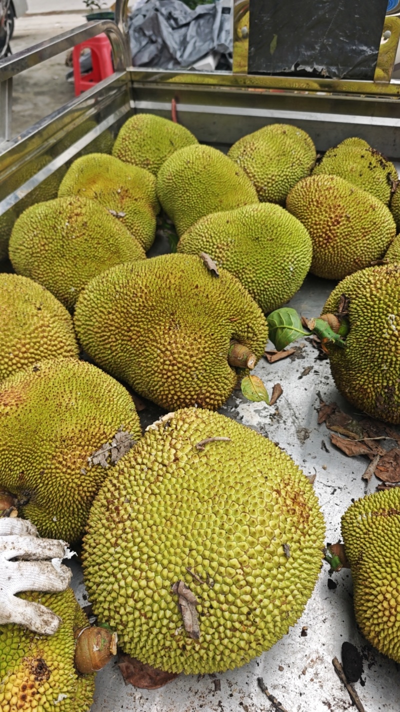 英塘菠萝蜜