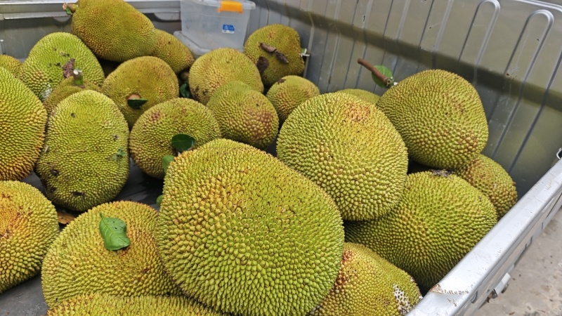 英塘菠萝蜜