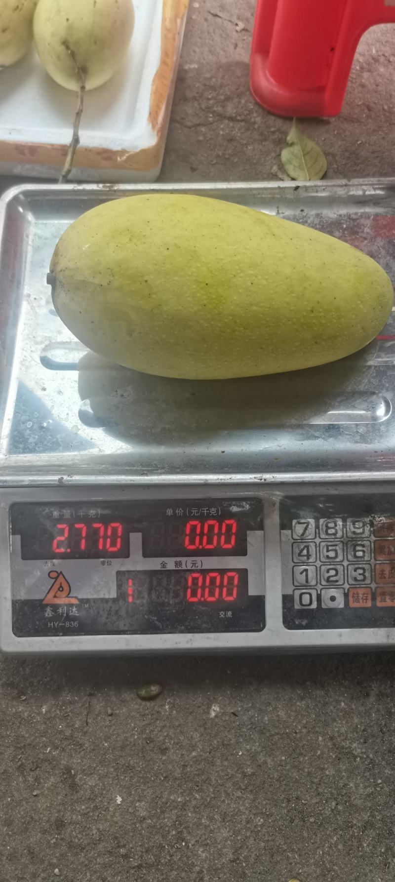 金煌芒果