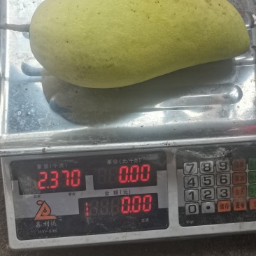 金煌芒果