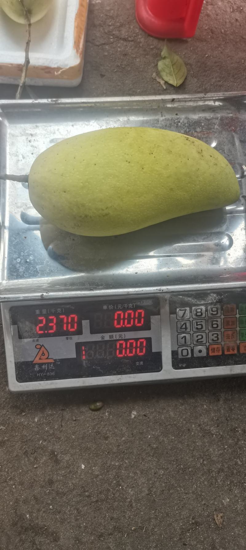 金煌芒果